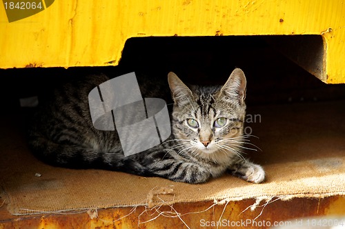 Image of Young cat