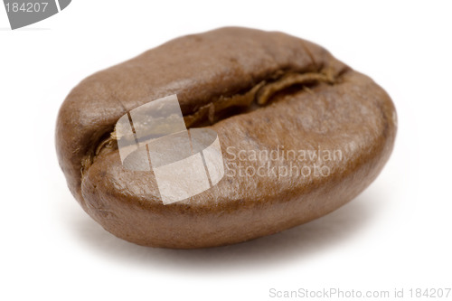 Image of Single Coffee Bean