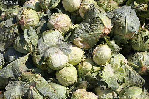 Image of Cabbage