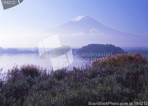 Image of Lavender Fuji