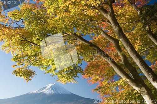 Image of Mount Fuji in Fall VI