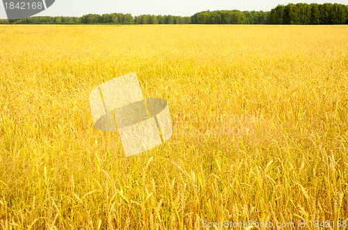 Image of wheat field
