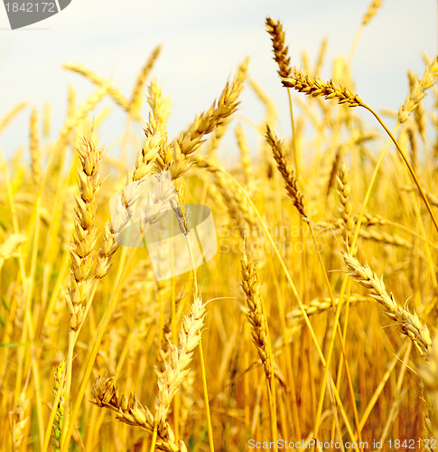 Image of wheat field