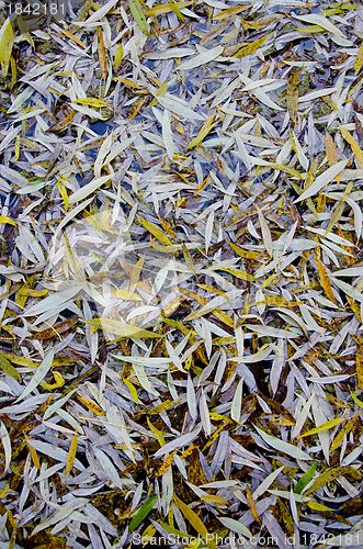 Image of Willow leaves fall on ground in autumn background. 