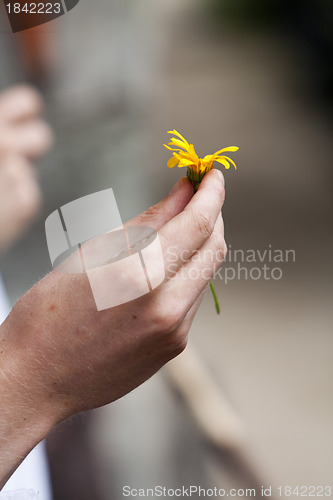 Image of Picking Flowers