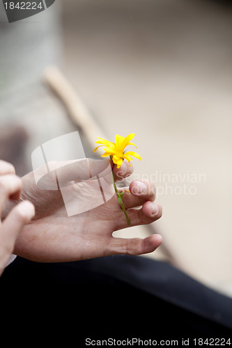 Image of Picking Flowers