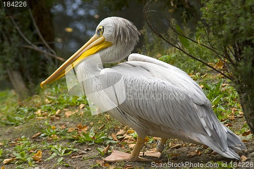 Image of Pelican