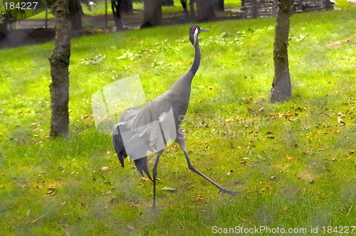 Image of crane in zoo