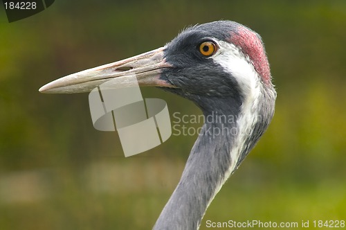 Image of Head of crane