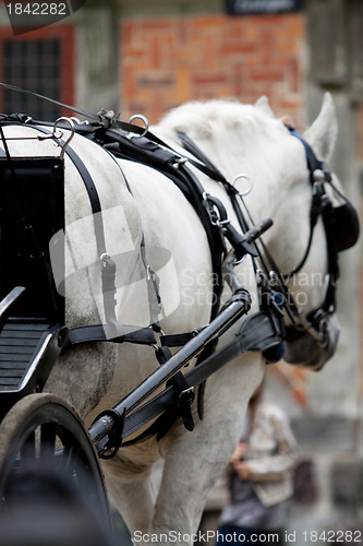 Image of Horse Carriage