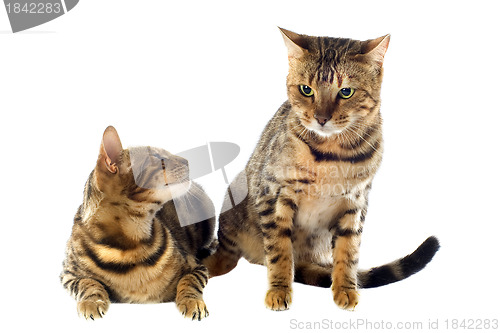 Image of bengal cats