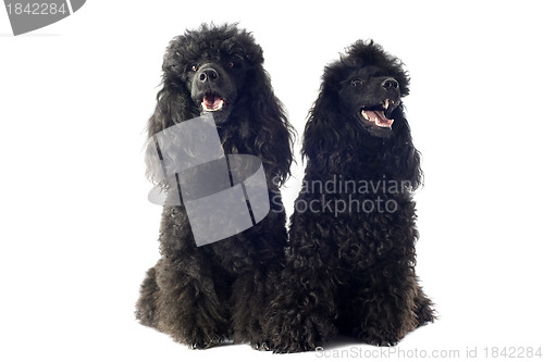 Image of two toy poodles 