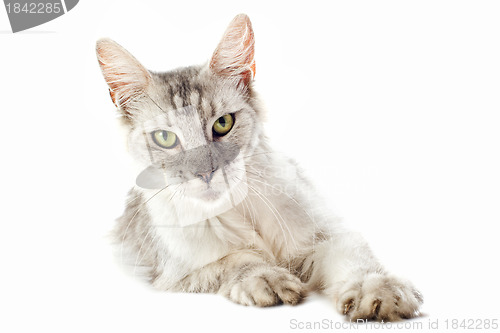 Image of maine coon cat
