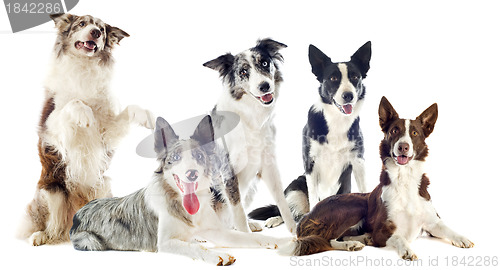 Image of border collies