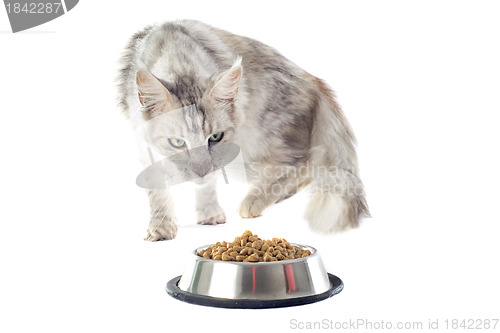 Image of maine coon cat and cat food