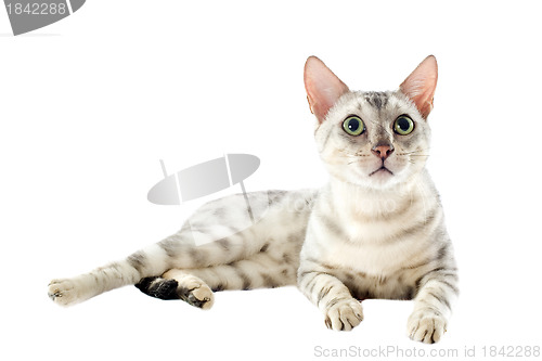 Image of bengal cat