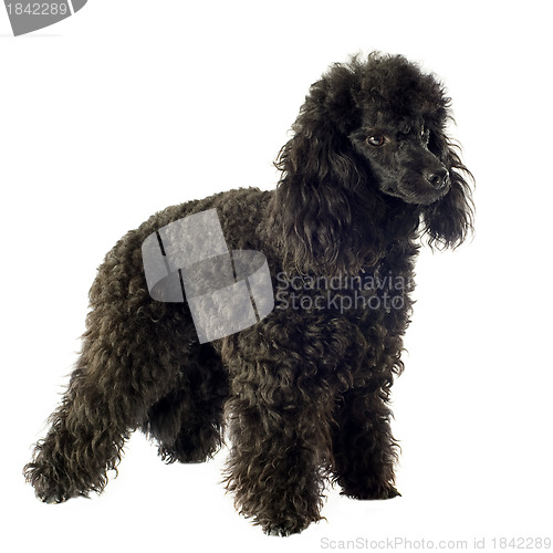 Image of poodle 