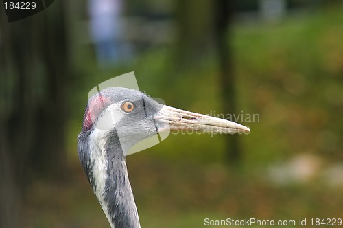 Image of Head of crane