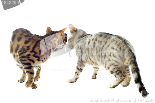 Image of bengal cats