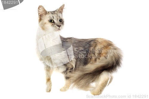 Image of maine coon cat