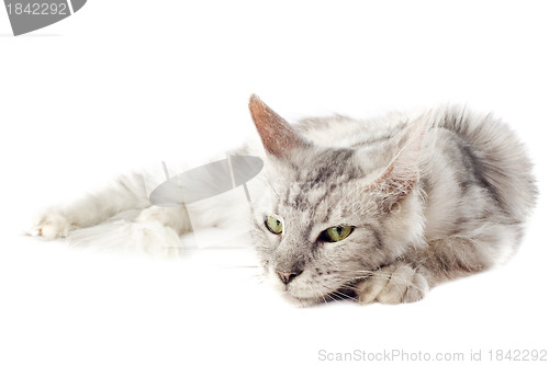 Image of maine coon cat