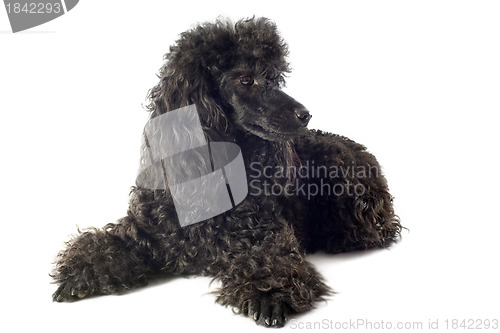 Image of poodle 