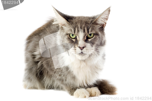 Image of maine coon cat