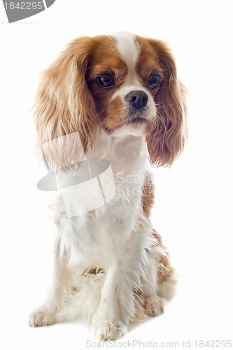 Image of cavalier king charles