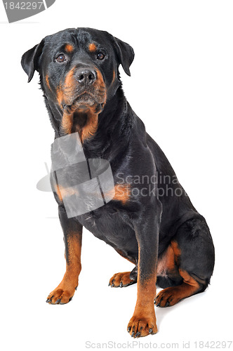 Image of rottweiler