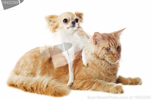 Image of maine coon cat and chihuahua