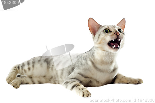 Image of aggressive bengal cat