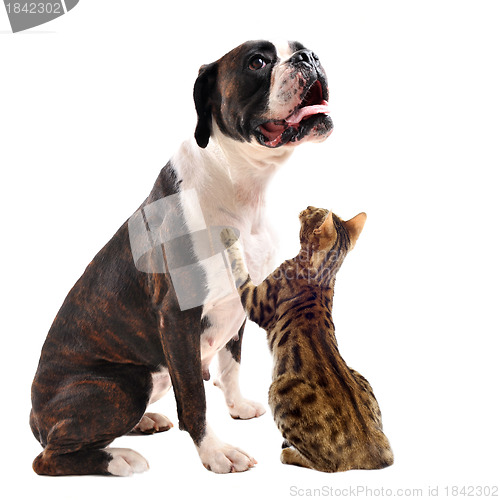 Image of brown bower and bengal cat