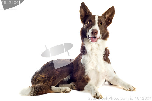 Image of border collie