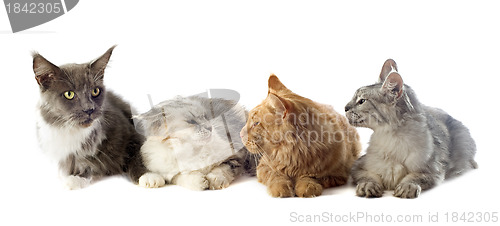 Image of maine coon cats