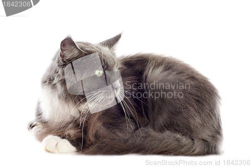 Image of blue maine coon cat