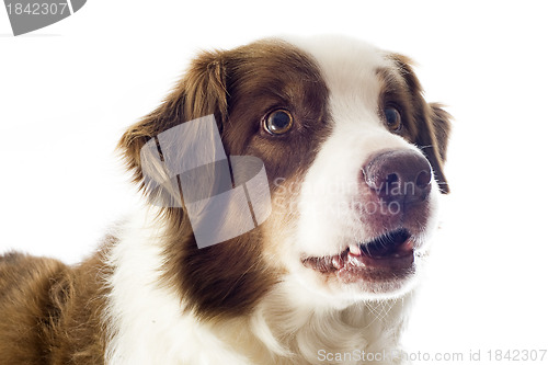 Image of australian shepherd
