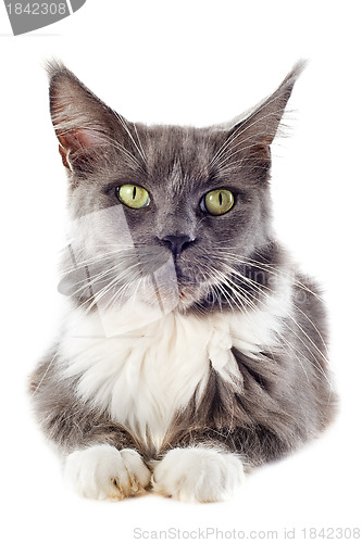 Image of maine coon cat