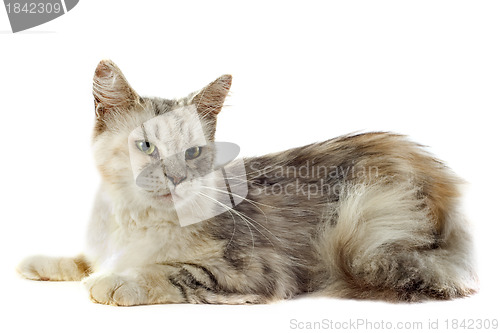 Image of maine coon cat