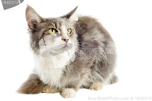 Image of maine coon cat