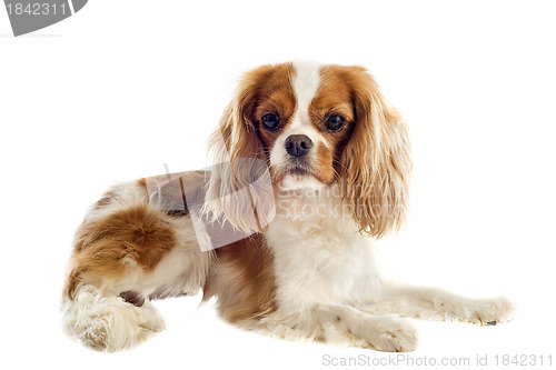 Image of cavalier king charles