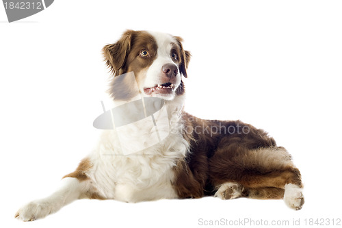 Image of australian shepherd