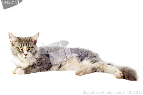 Image of maine coon cat