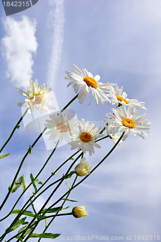 Image of Garden daisy wheels