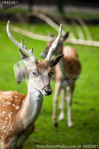 Image of Large whitetail buck