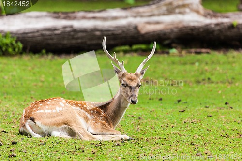 Image of Large whitetail buck