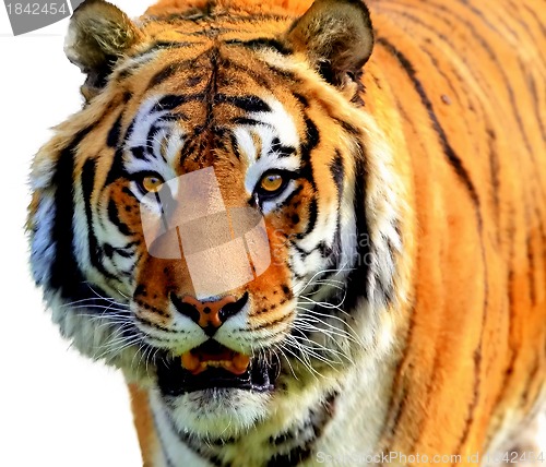 Image of Tiger