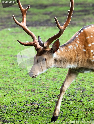 Image of Large whitetail buck