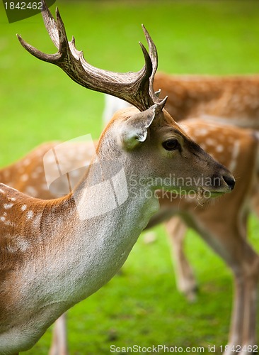 Image of Large whitetail buck