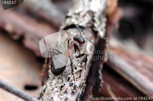 Image of Ant