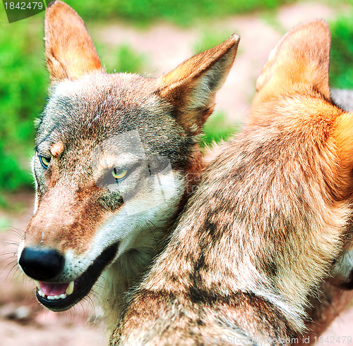 Image of Pack of wolfs